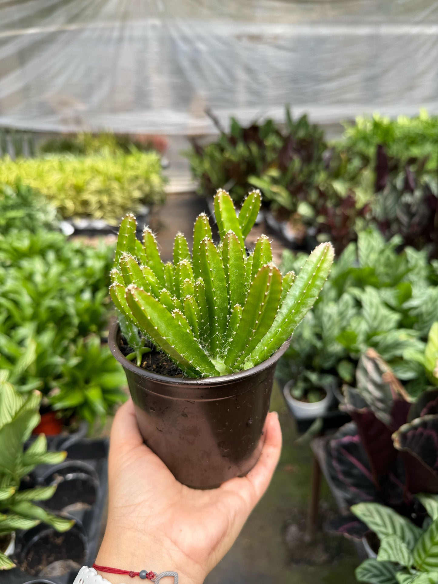 Dragon Fruit (Pitaya)