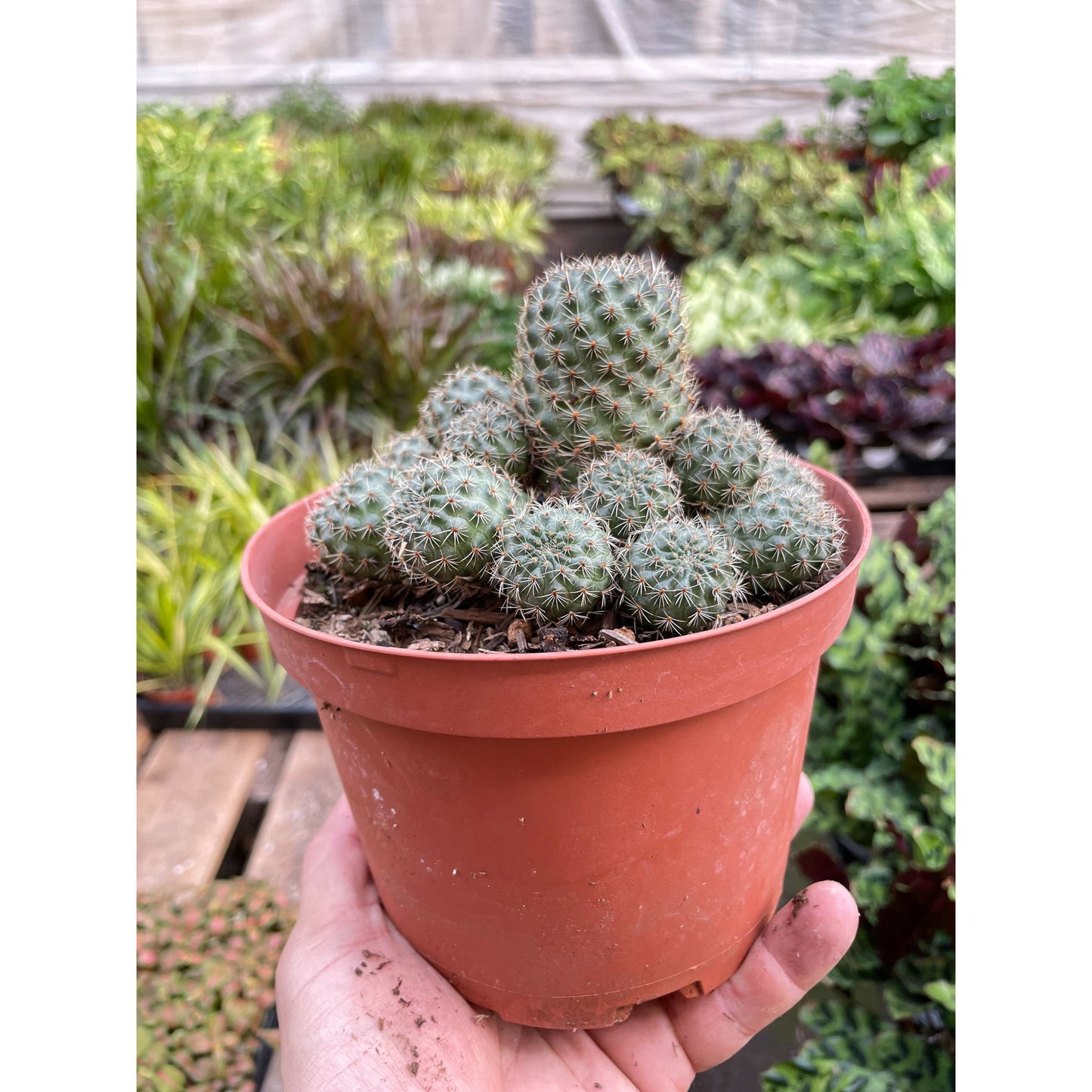 Rebutia Deminuta Sanguinea Cactus