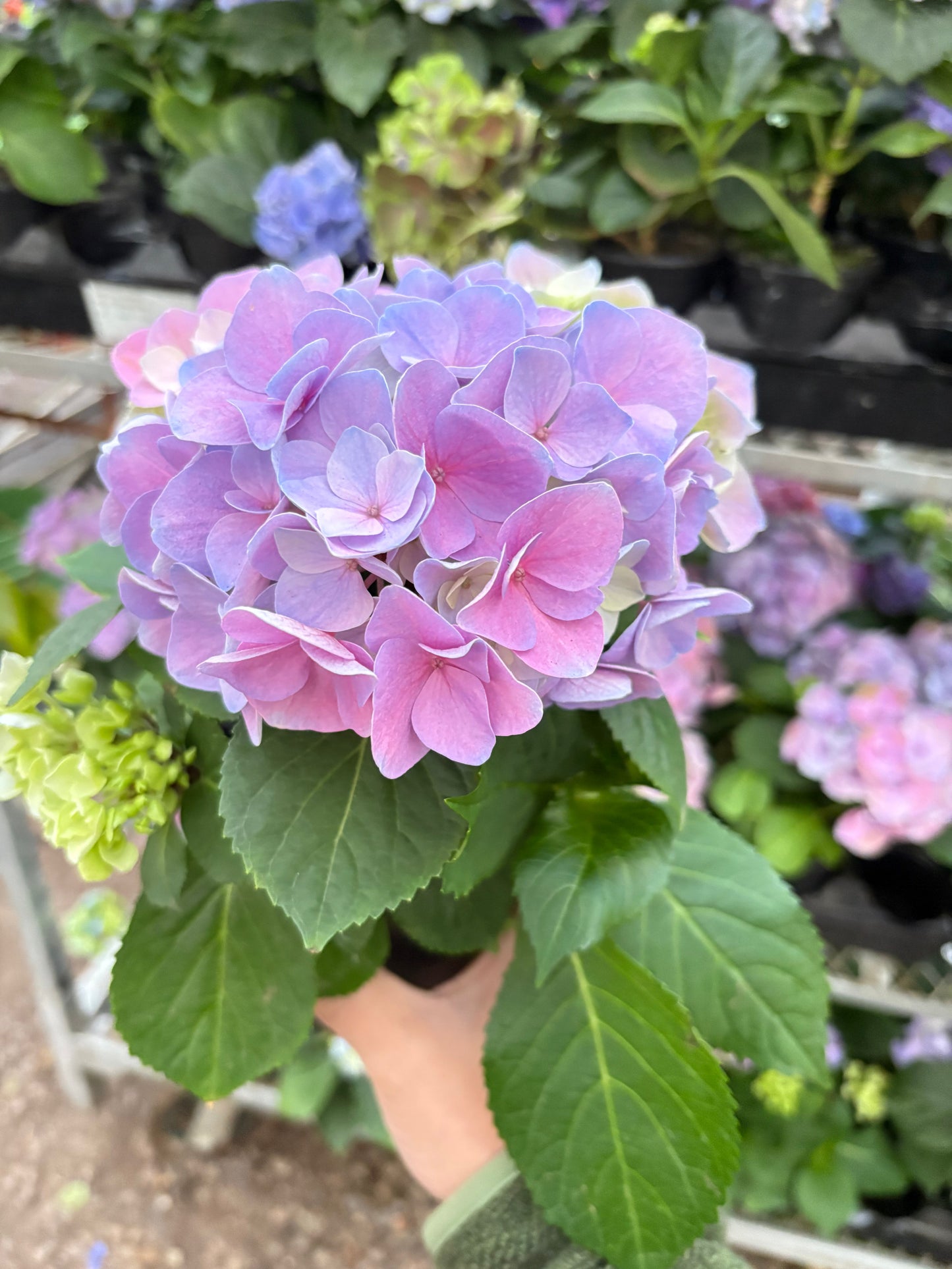 Purple Hydrangea