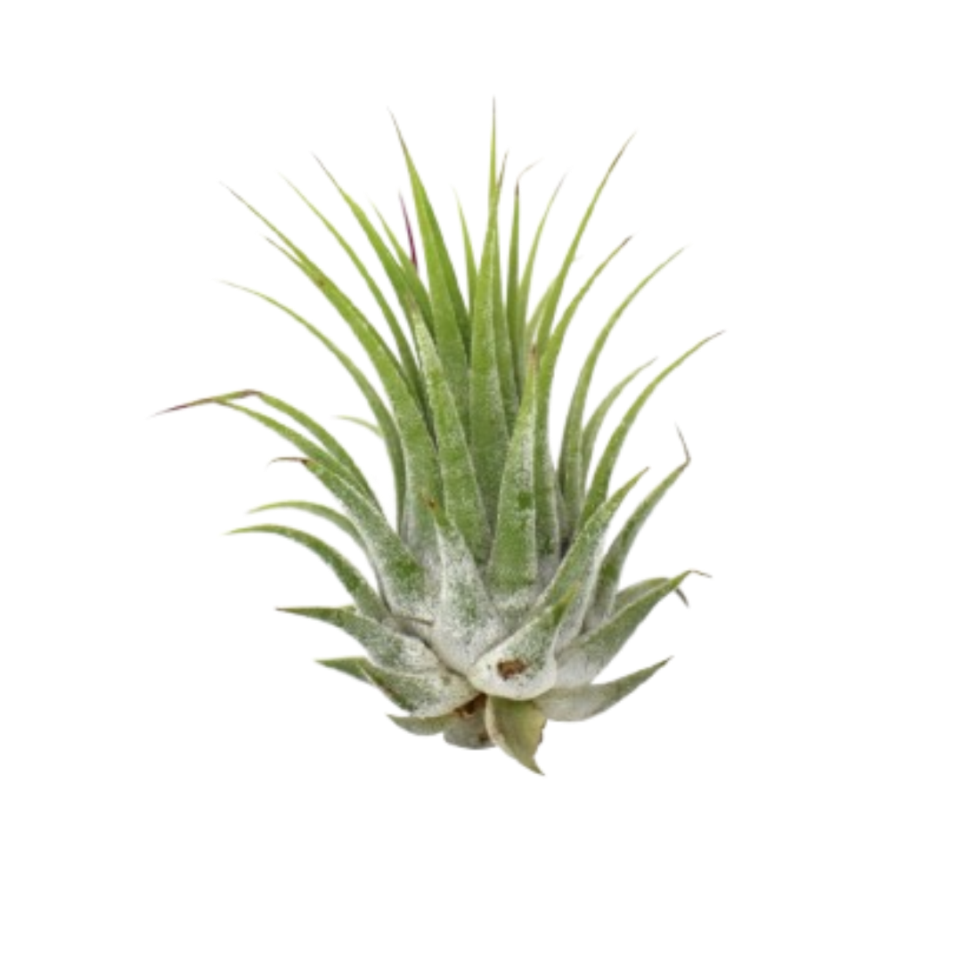 Tillandsia Air Plant Ionantha - 25 Pack