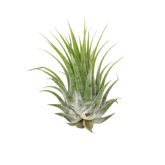 Tillandsia Air Plant Ionantha - 25 Pack